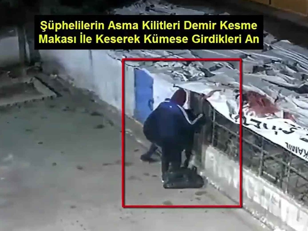Güvercin hırsızları kameralara yakalandı 