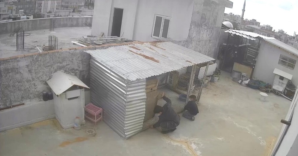 Güvercin hırsızları kameraya yakalandı 
