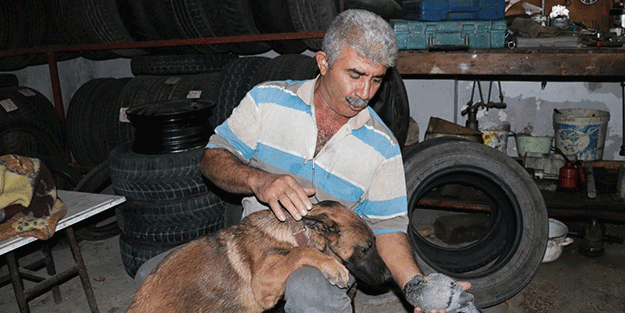 Güvercin ile köpeğin dostluğu yürekleri ısıttı