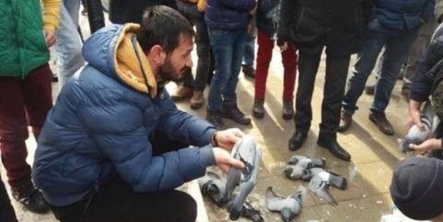 Güvercin katliamının nedeni belli oldu