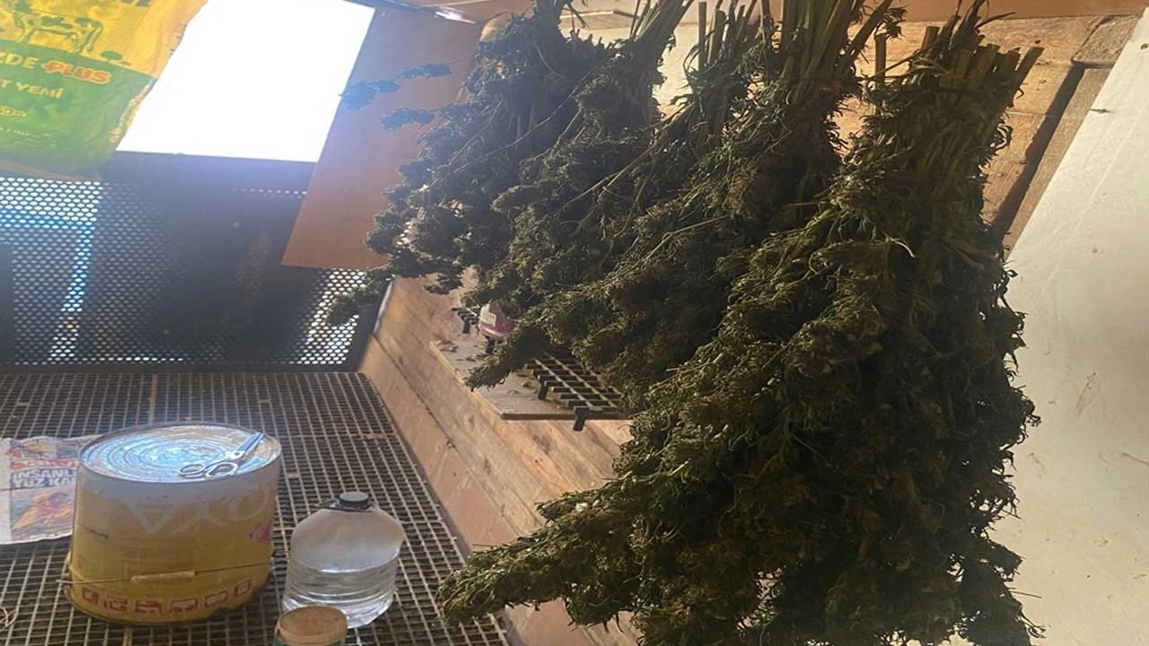 Güvercin kümesinde uyuşturucu bulundu