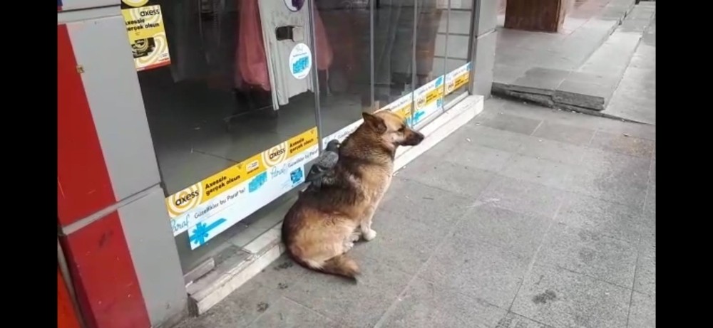 Güvercin ve köpeğin şaşırtan dostluğu 