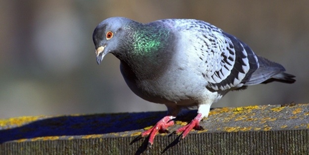 Başbakana tehdit taşıyan güvercin tutuklandı