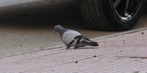 Güvercinin ayaklarını kestiler