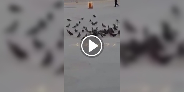 Güvercinler buğdayla yazılan' Allah' lafzını yemedi