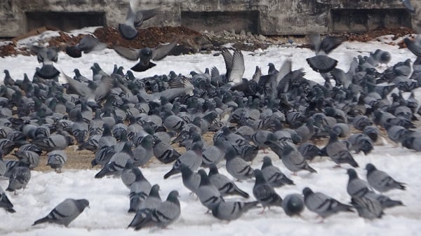 Güvercinler hayran bıraktı