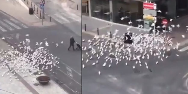 Güvercinler insan görünce akın etti