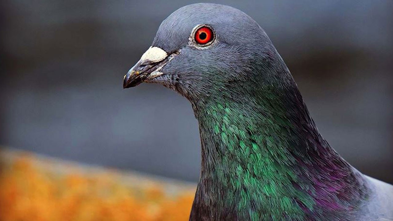 Güvercinlere doğum kontrolü! Nüfus artışına “yemli” çözüm