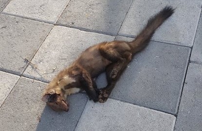 Güvercinleri parçalayan sansara otomobil çarptı 