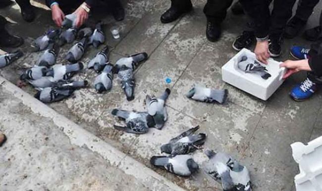 Güvercinleri zehirleyen bakın kim çıktı?