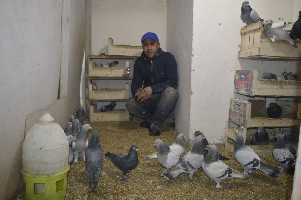 Güvercinlerle yatıp kalkıyor 