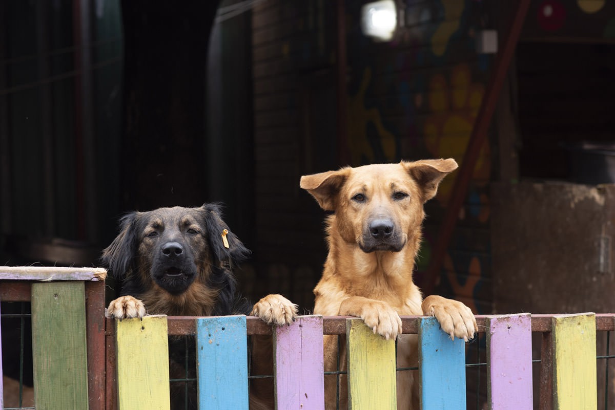 Güya hepsi azılı hayvansever! Yuh size be, yuh