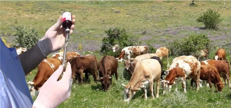 Güz dönemi şap aşılama kampanyası başladı 