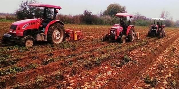 Güz patatesi yağışlı havaya takıldı