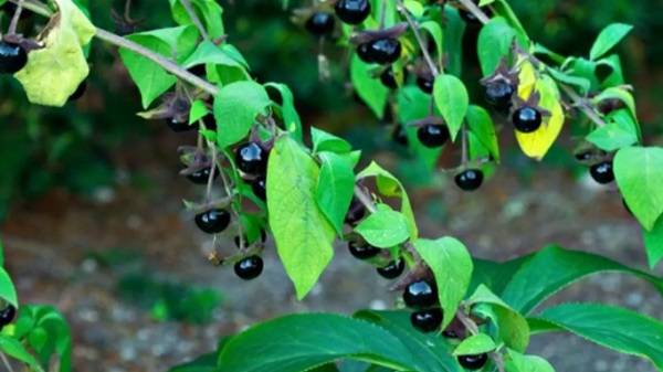 Güzel avrat otu nedir? Güzel avrat otu zehirli mi yemek tehlikeli mi?