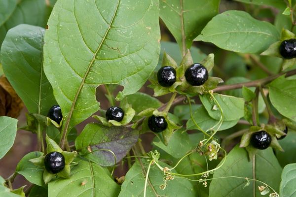 Güzelavrat 30 kişiyi zehirledi