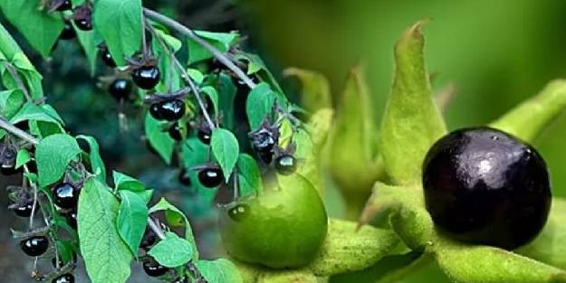 Güzelavrat otunun zararı kadar yararı da var