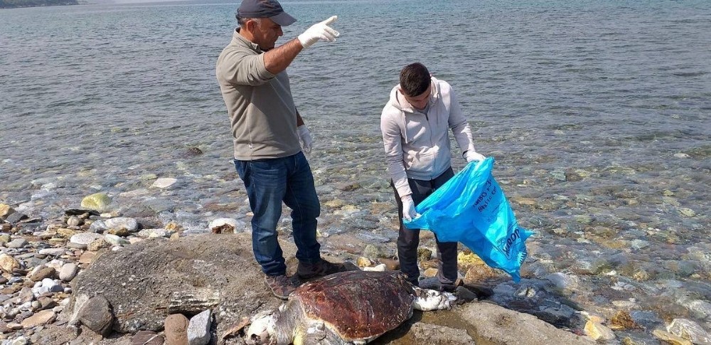 Güzelçamlı’da sahile iki caretta caretta ölüsü vurdu 