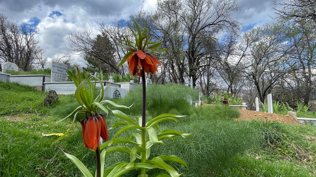 Güzelliğiyle büyülüyor! Koparmanın cezası dudak uçuklatıyor