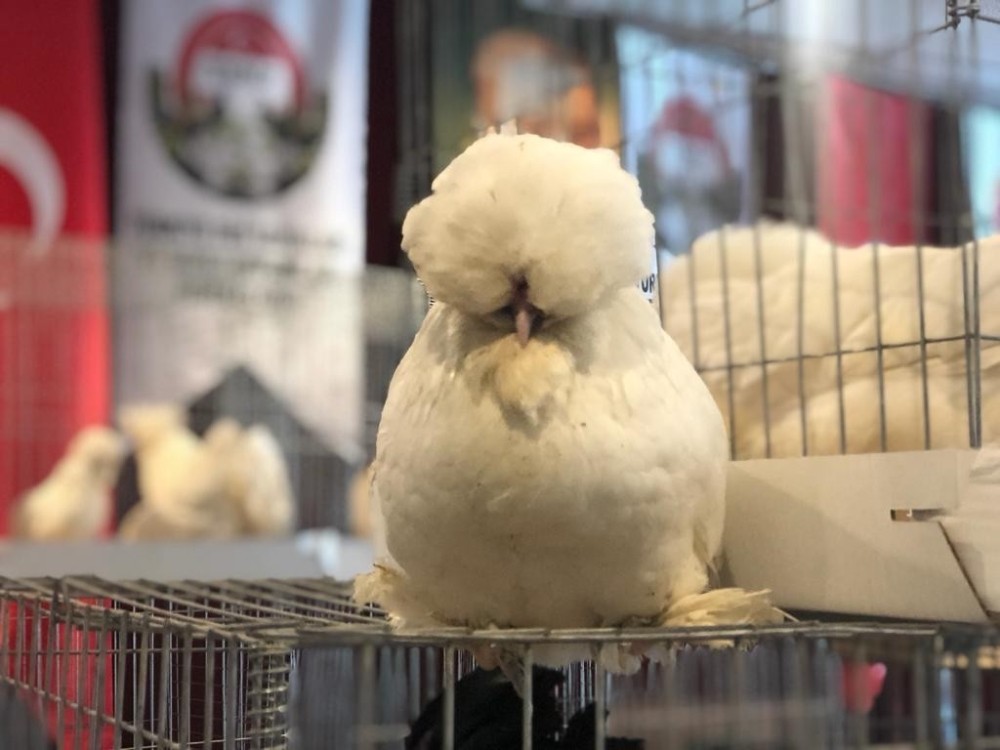 Güzellik yarışmasına katılan tavuklara yoğun ilgi 