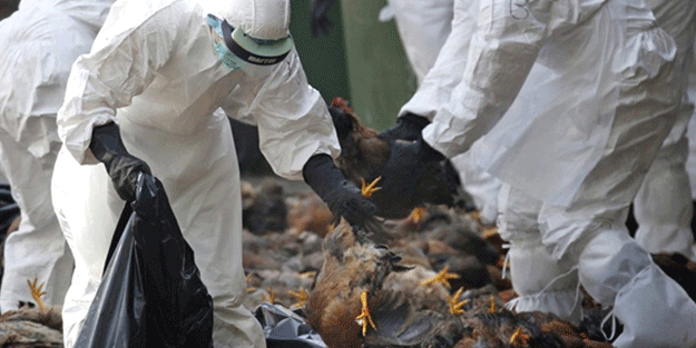 H5N8 tipi kuş gribi salgını büyüyor!