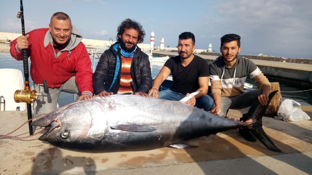 Eli boş dönecekti: 200 kiloluk orkinos yakaladı!