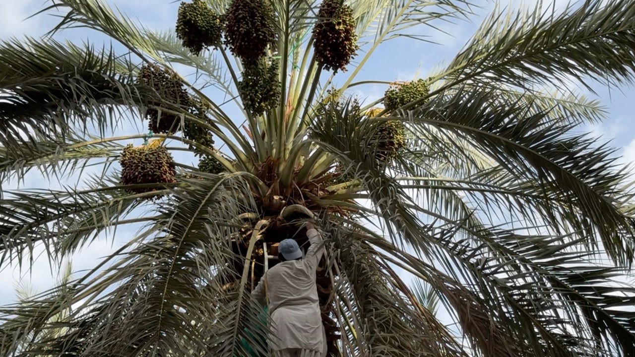 Hacıların dönüş çantası hurmayla doldu