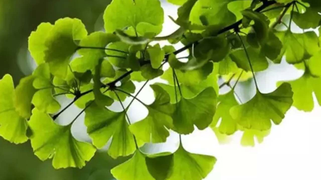 Hafızayı çelik gibi yapıyor! Dikkat çeken paylaşım: Atom bombasına direnen bitki! O kadar para vermeyin! Tam şifa