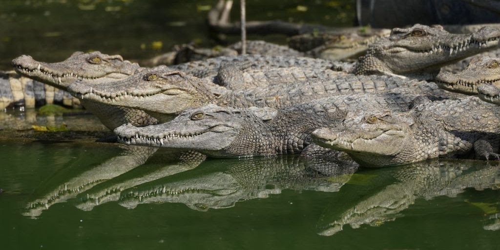 Haikui Tayfunu’ndan kaçan firari timsahların tamamı yakalandı