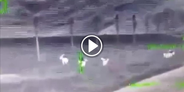 Hainlerle sıcak temas kamerada