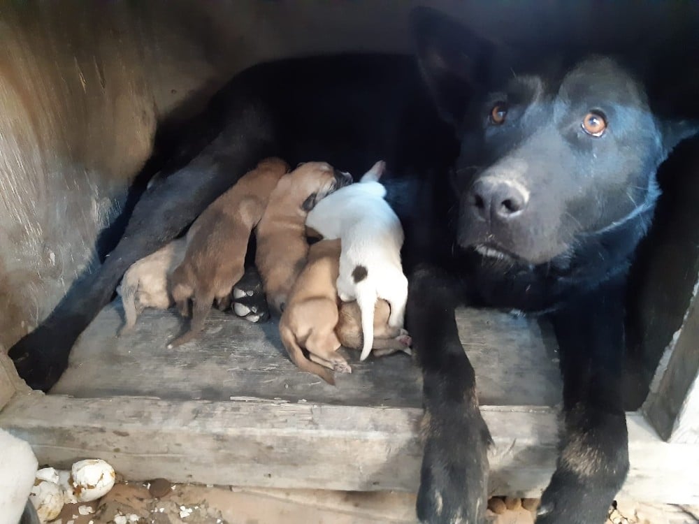 Hakkari polisi can dostları kurtardı 