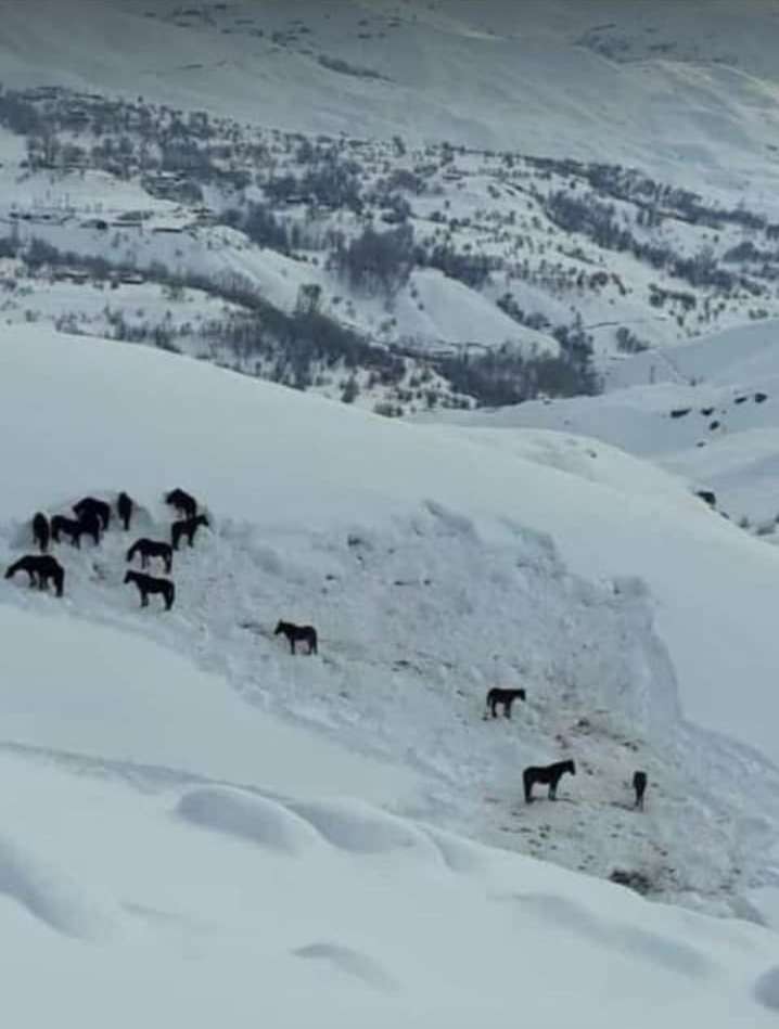 Hakkari Valiliği sahipsiz atlara sahip çıktı 