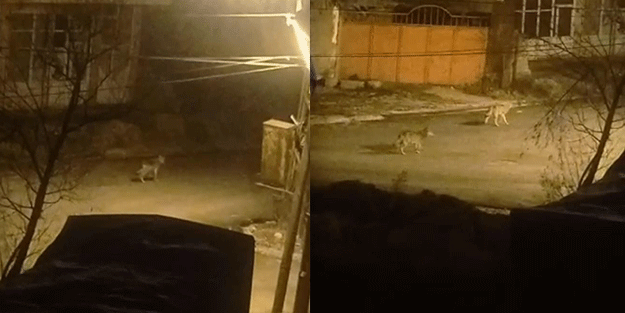 Hakkari Yüksekova'yı korku sardı! Gece görüntülendiler