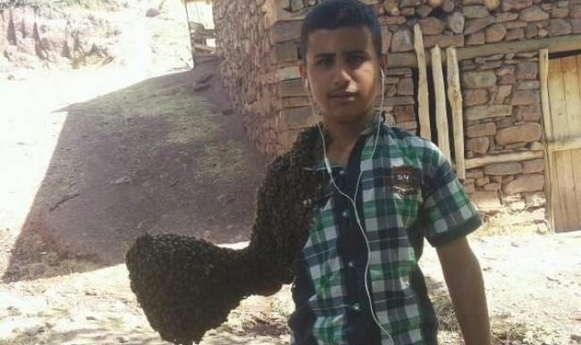 Hakkari'de 13 yaşındaki Celal, arıları böyle yakalıyor