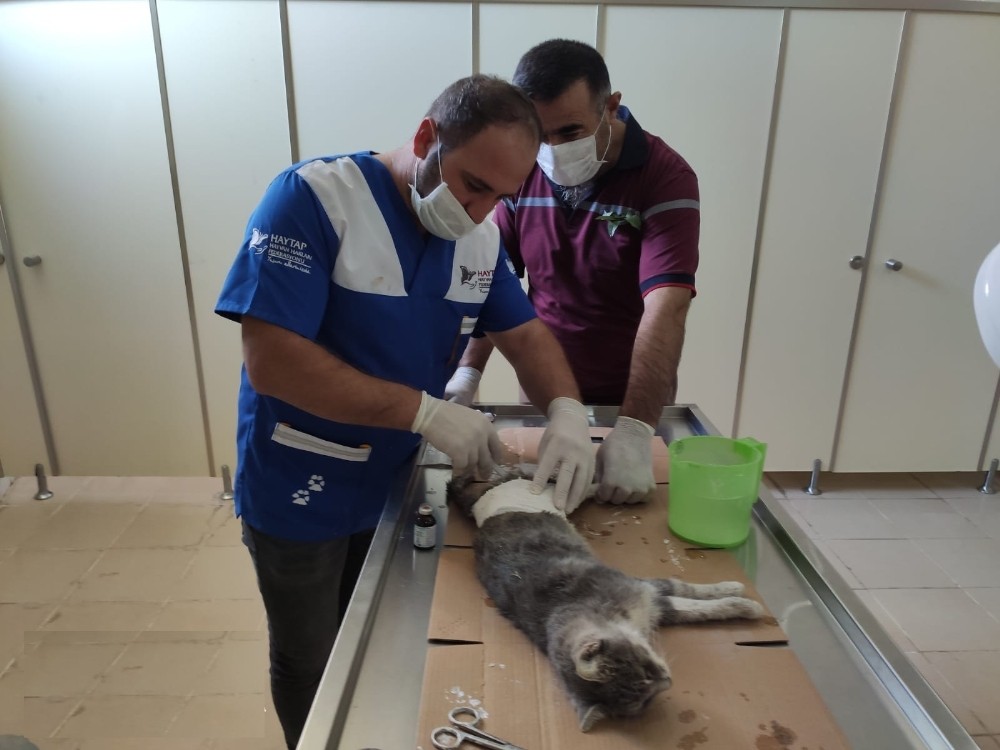 Hakkari’de aracın çarptığı anne kedi tedavi altına alındı 