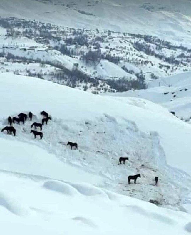 Hakkari’de at sürüsü ölüme terk edildi 