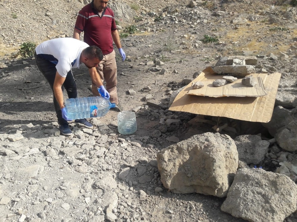 Hakkari’de başıboş köpeklere yiyecek bırakıldı 