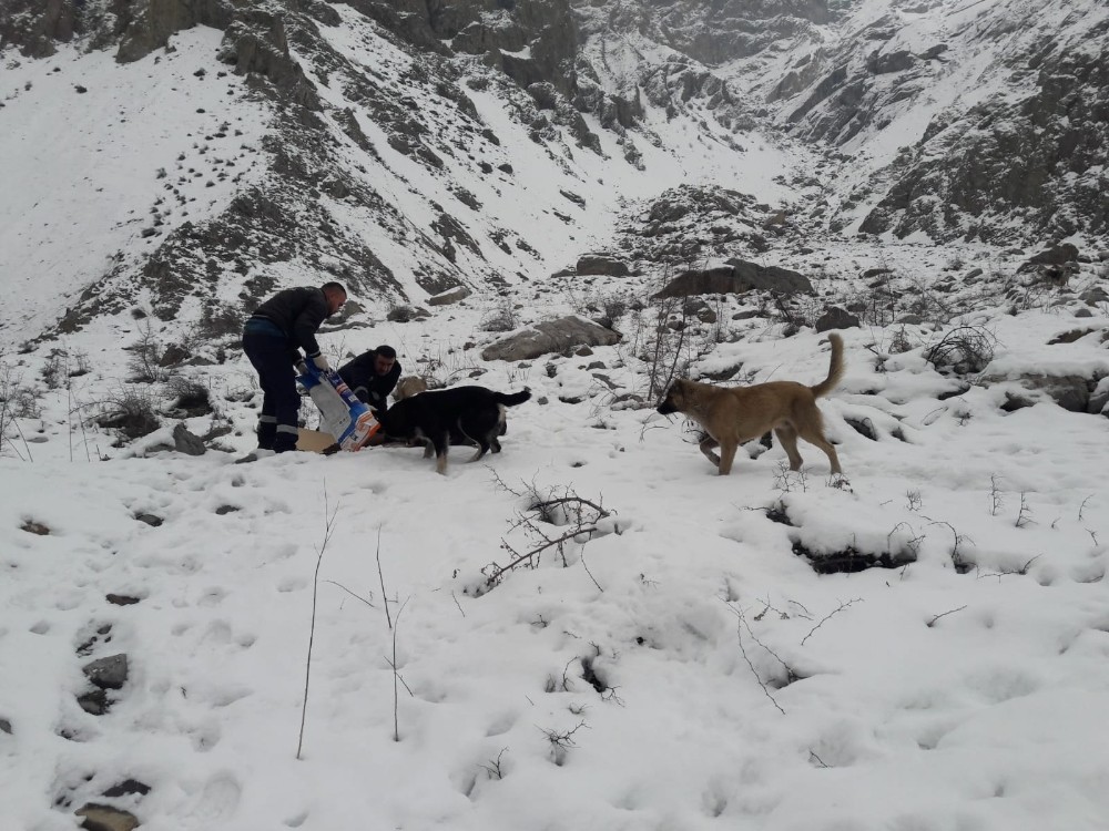 Hakkari’de can dostlara yiyecek bırakıldı 