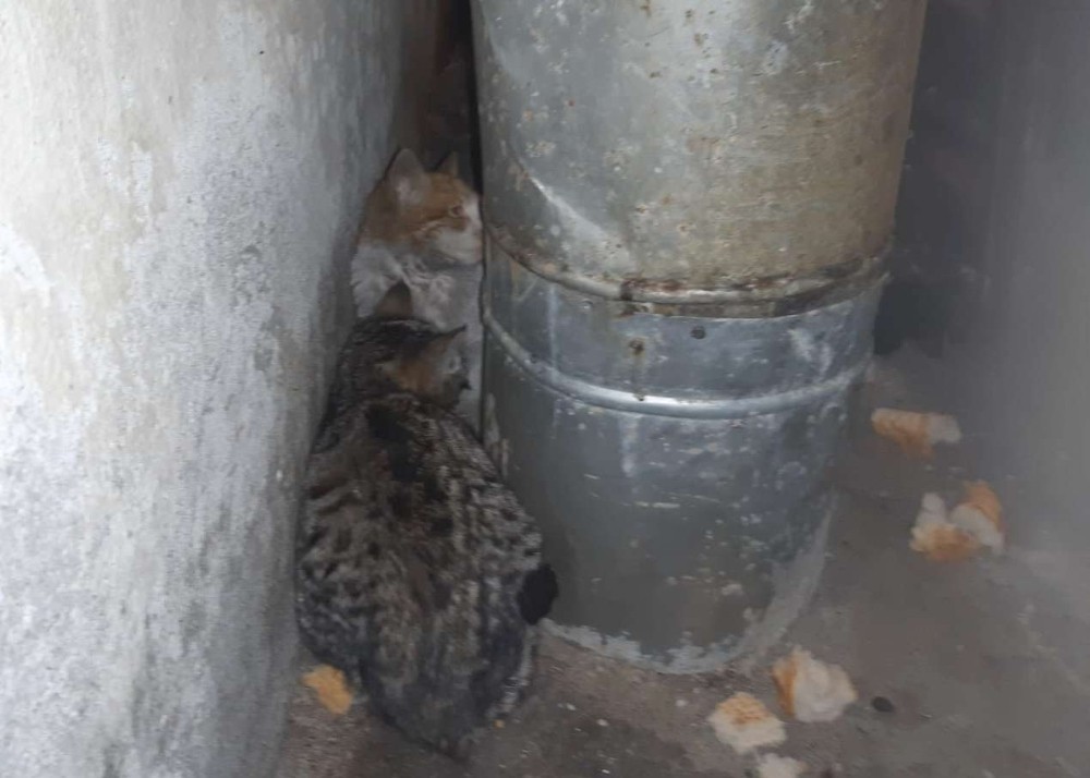 Hakkari’de donmak üzere olan kediler kurtarıldı 