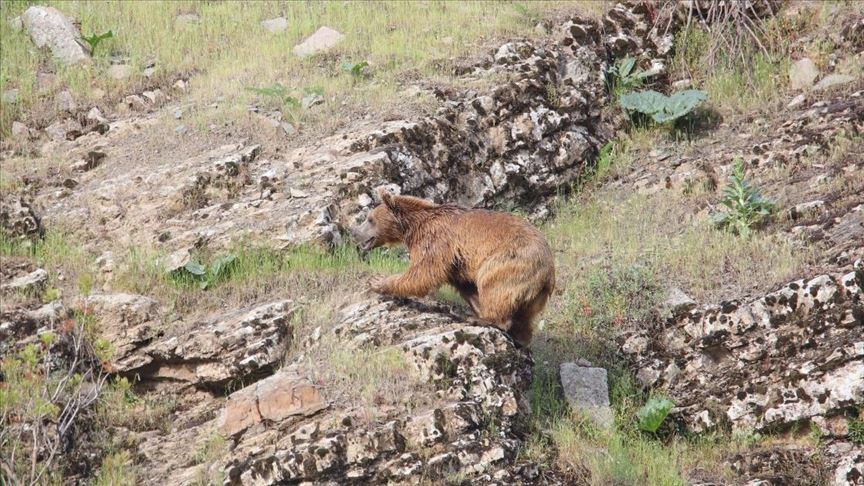 Hakkari'de huzur ortamı yaban hayatını da canlandırdı