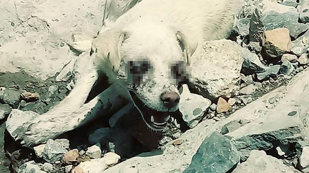 Hakkari'de köpeğin gözlerini oyup, ölüme terk ettiler