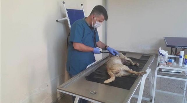 Hakkari'de köpeğin telef edilmesiyle ilgili inceleme başlatıldı