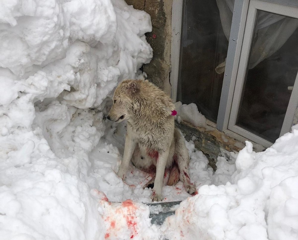 Hakkari’de kurtlar bir köpeği ağır yaraladı 