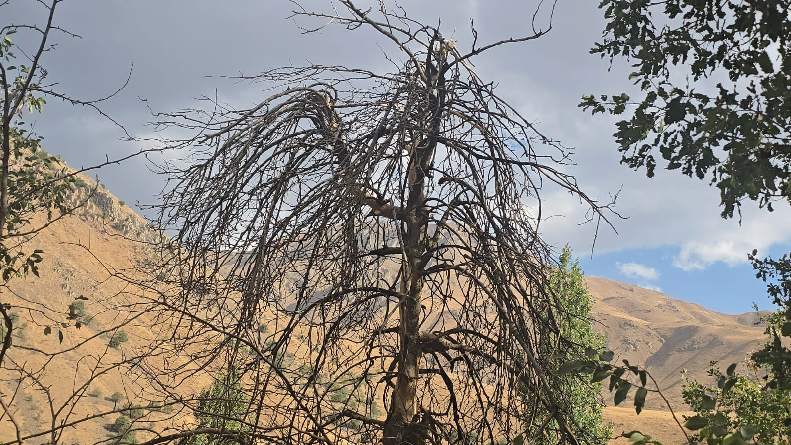 Hakkari’de kuruyan ağaçlar ve susuz kalan tarlalar alarm veriyor!