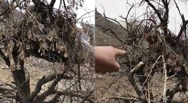 Hakkâri'de ormanlık alanda deşifre oldu!