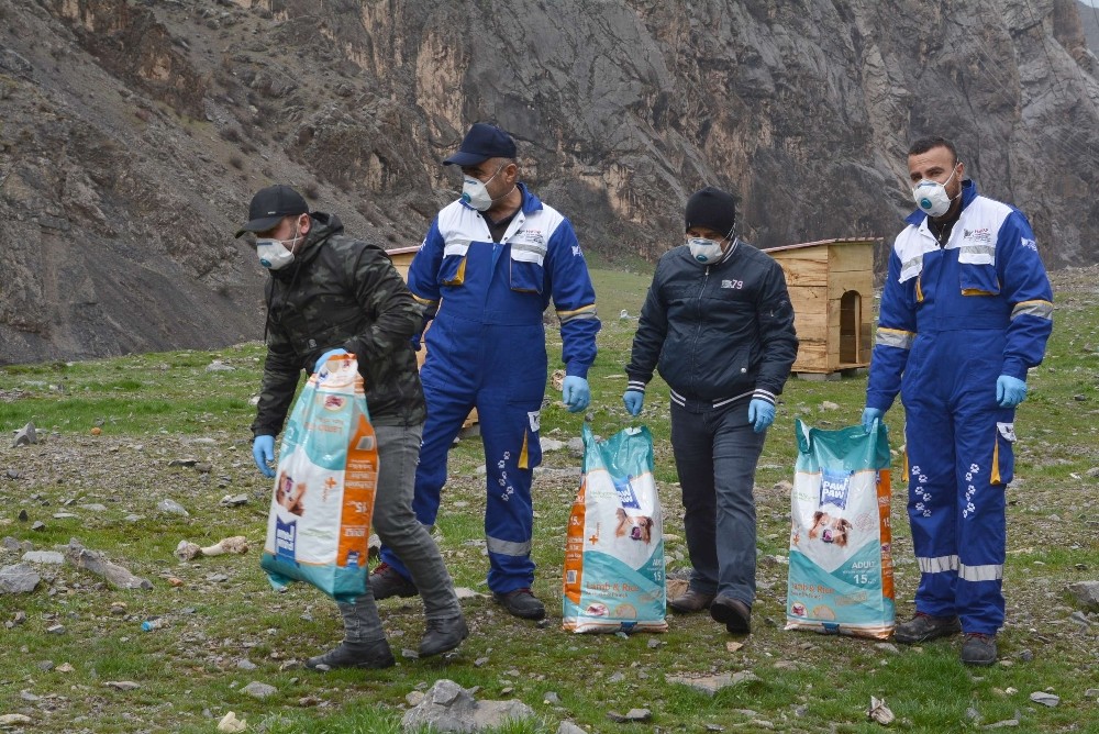 Hakkari’de sokak hayvanları emin ellerde 