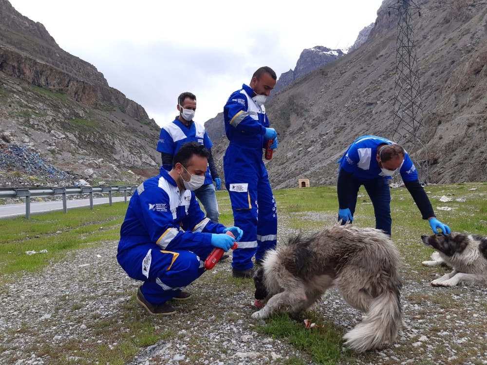 Hakkari’de sokak hayvanları unutulmadı 