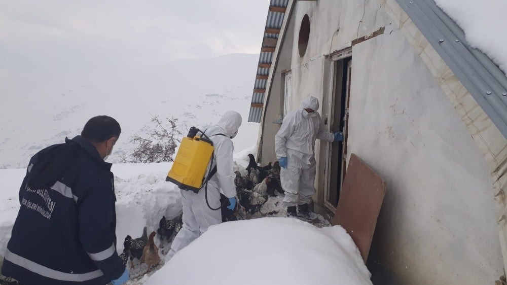 Hakkari’de tavuk çiftlikleri ilaçlandı 
