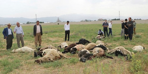 Hakkari'de yıldırım faciası: Çok sayıda koyun telef oldu