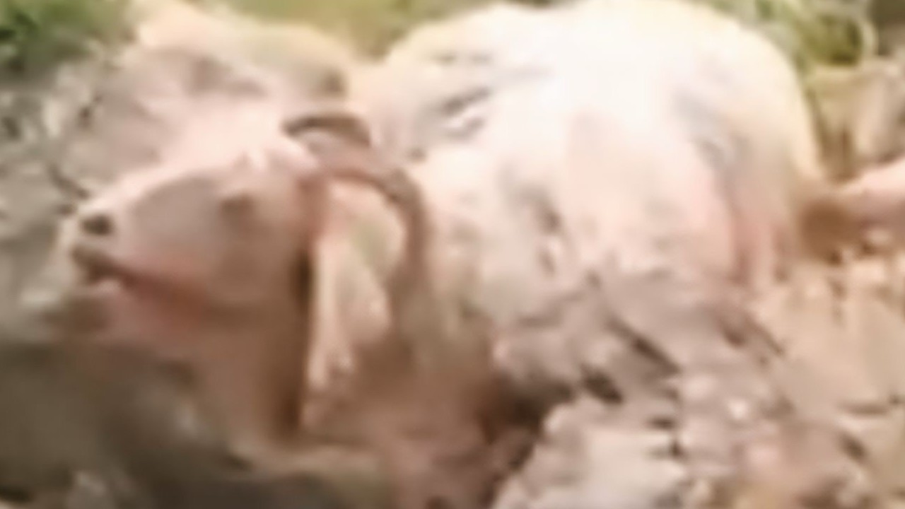 Hakkari’de yıldırım sürünün ortasına düştü